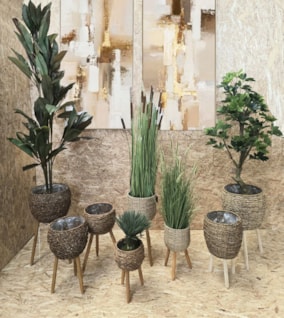 A natureza dentro de casa