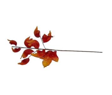 HASTE FLOR SECA LAR YD4S0464