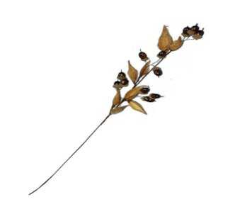 HASTE FRUT SECOS 80cm WK0810