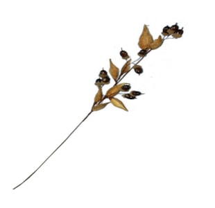 HASTE FRUT SECOS 80cm WK0810