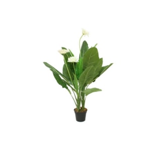 PLANTA GERBERA T093-21-3