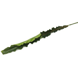 FOLHA ESTRELICIA 116cm 12387