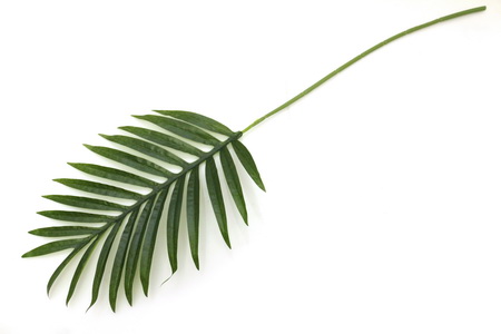 FOLHA PALMEIRA ARECA 86cm YC18-J07501