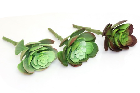 CACTO 3 SORT TZM1012