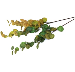 HASTE EUCALIPTO 115cm 52846
