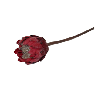 HASTE PROTEA 67cm VRM TMH19001#9