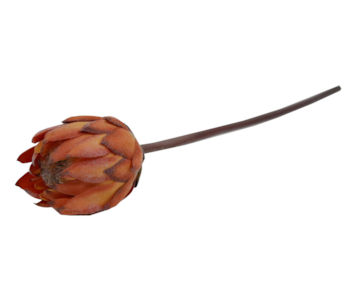 HASTE PROTEA 67cm LAR TMH19001#10