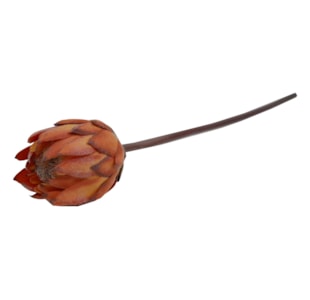 HASTE PROTEA 67cm LAR TMH19001#10