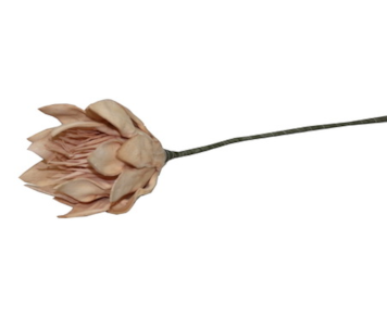 HASTE PROTEA 69cm SALM TL05942B-AG