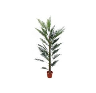 PALMEIRA FERN PALM 180CM 40039