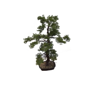 BONSAI PIN 111CM 40071