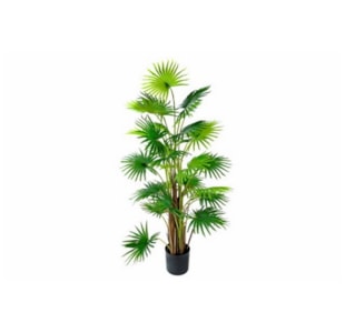 PLANTA ART FAN PALM 150cm CH07817091