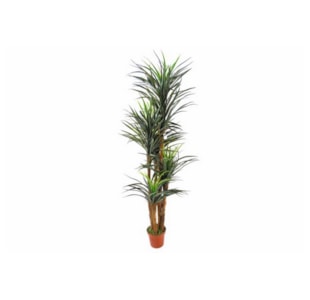 PLANTA YUCCAS 200cm 04 745/330/5