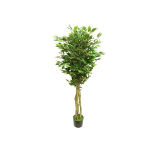 PLANTA  FICUS 170CM 788-840PL3T