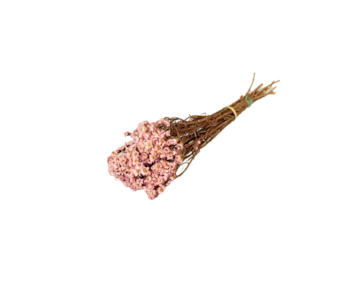 RAMO OXODIA C40 RS 30cm 000-313 40