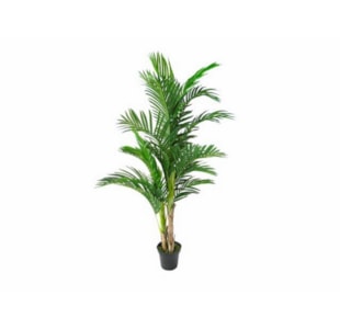 PLANTA ARECA PALM 165cm 04.0011115