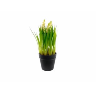 VASO  HYACINTH PER 25cm 04.0011410