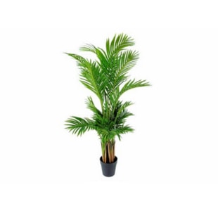 PLANTA REAL PALM 150CM 0010823