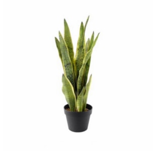 PLANTA SNAKE PLANT 70cm 04 0011350