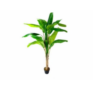 PLANTA BANANA TREE 150cm 04 0010257