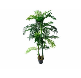 PLANTA ARECA PALM 160cm 04 0010312