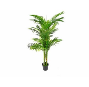 PLANTA KWAI 175cm 04 0011226