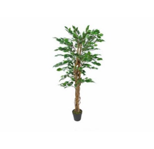 PLANTA FICUS TREE 170cm 04 0012108