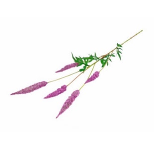 HASTE FLOR BEAUTY 80cm 04.0009666