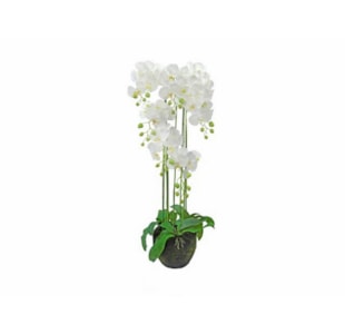 PLANTA ORQUIDEA BR  117cm 04.0011067