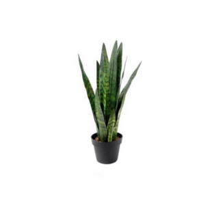 PLANTA SNAKE 70cm 04.0011351
