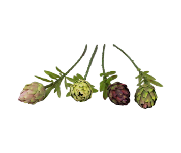 HASTE CIRSIUM 56cm 20240