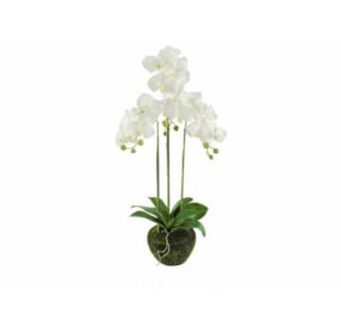 PLANTA ORQUIDEA 80cm BR 04 0013182