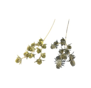 HASTE SILVESTRE FLOC 63cm 30311
