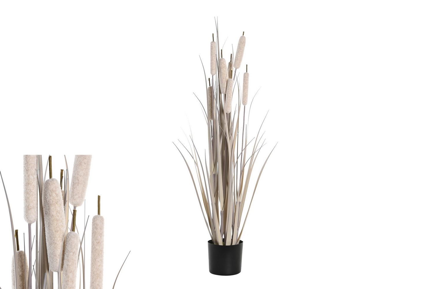 PLANTA JUNCO 35x115 CZ CL JA-204567