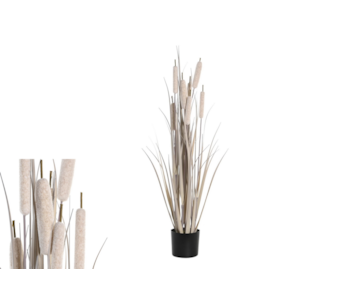 PLANTA JUNCO 35x115 CZ CL JA-204567