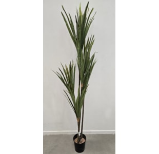 PLANTA YUCCA T 160cm 40035