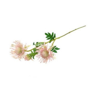 HASTE LEUCOSPERMUN RS 66cm 04 0013907