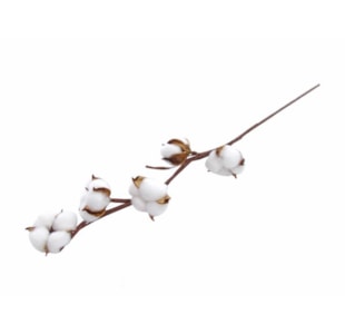 HASTE ALGODAO BR 10x62 10 0006772