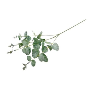HASTE EUCALIPO VRD/PRAT 60cm 10 0008329