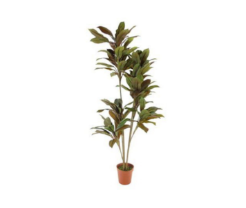 PLANTA CORDYLINE 170cm 04 0014373