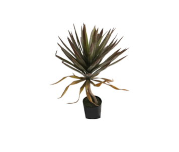 PLANTA YUCA 75cm 40283