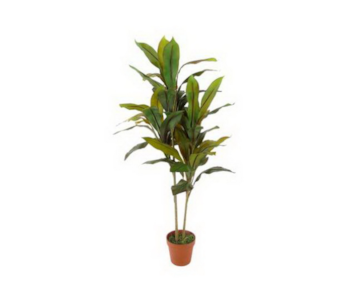 PLANTA CORDYLINE 110cm 04 0014372