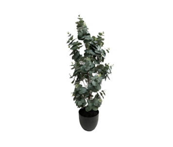 PLANTA VASO EUCALIPTUS 90cm 30211