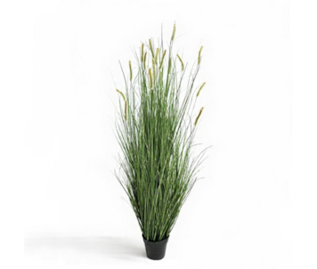 PLANTA PAMPAS GRASS VRD 148cm 30415