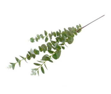 FOLHAGEM EUCALIPTO 80cm 04 0013917
