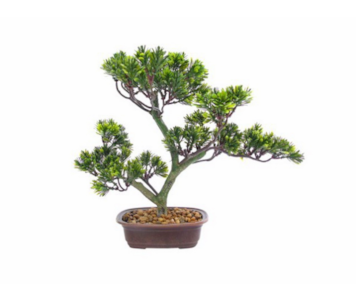 PLANTA BONSAI PODOCARP 39cm 04.0010785