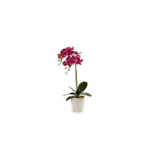 VASO ORQUIDEA 51cm 55248