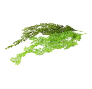 TREPADEIRA PLASTICA 78cm 52929